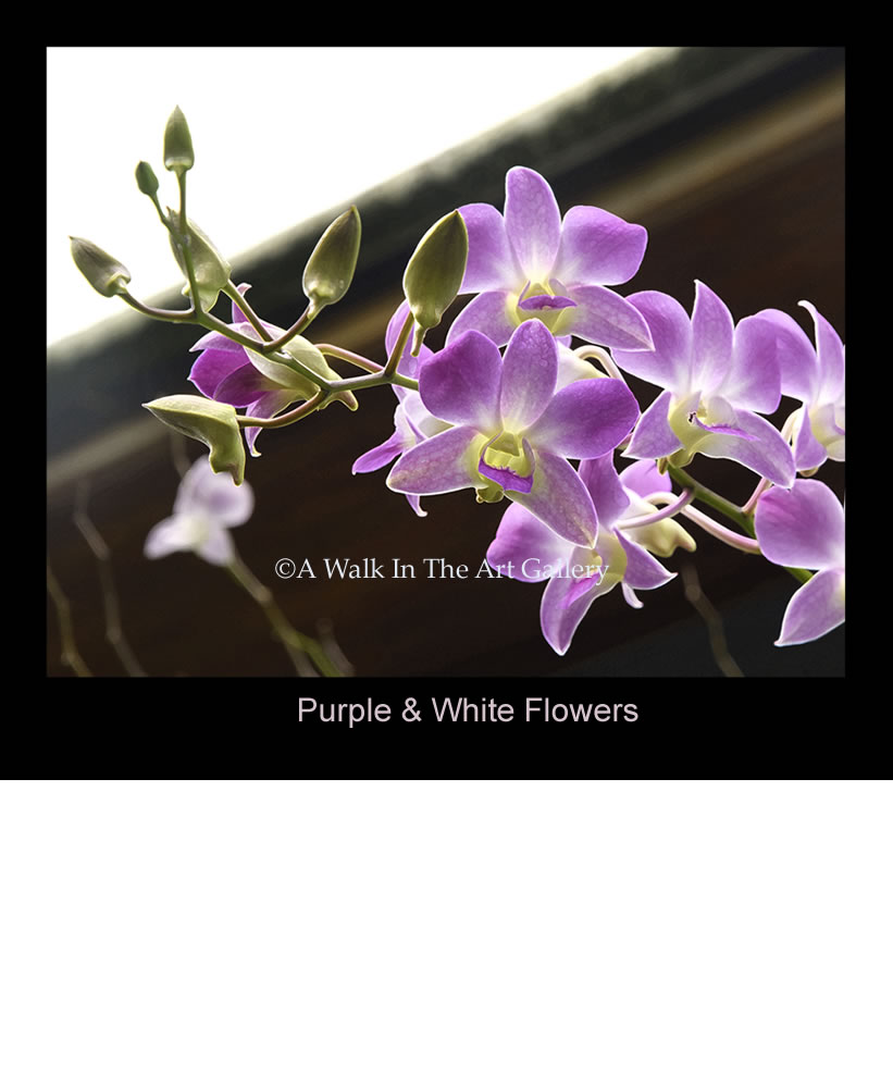 Purple & White